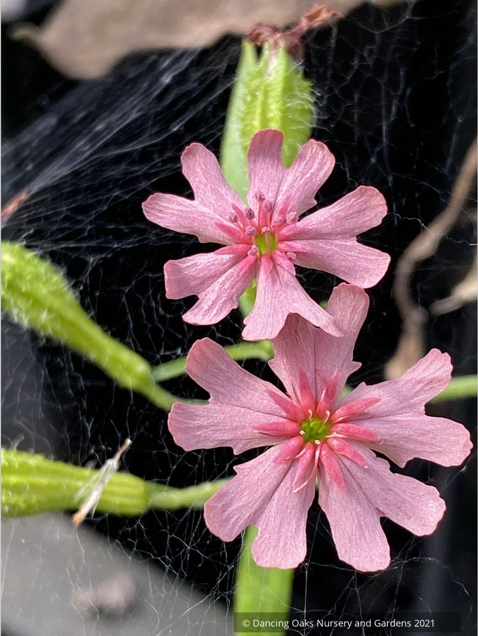 Perennials ~ Lychnis chalcedonica v. carnea 'Dawn Sky', Pink Maltese Cross ~ Dancing Oaks Nursery and Gardens ~ Retail Nursery ~ Mail Order Nursery