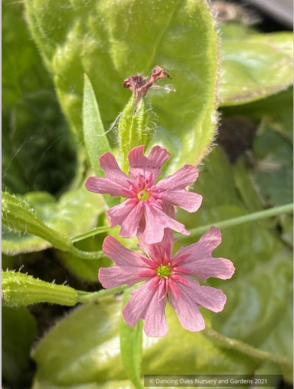 Perennials ~ Lychnis chalcedonica v. carnea 'Dawn Sky', Pink Maltese Cross ~ Dancing Oaks Nursery and Gardens ~ Retail Nursery ~ Mail Order Nursery