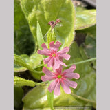 Perennials ~ Lychnis chalcedonica v. carnea 'Dawn Sky', Pink Maltese Cross ~ Dancing Oaks Nursery and Gardens ~ Retail Nursery ~ Mail Order Nursery