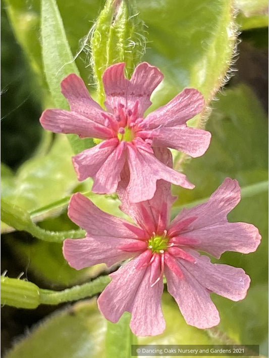Perennials ~ Lychnis chalcedonica v. carnea 'Dawn Sky', Pink Maltese Cross ~ Dancing Oaks Nursery and Gardens ~ Retail Nursery ~ Mail Order Nursery