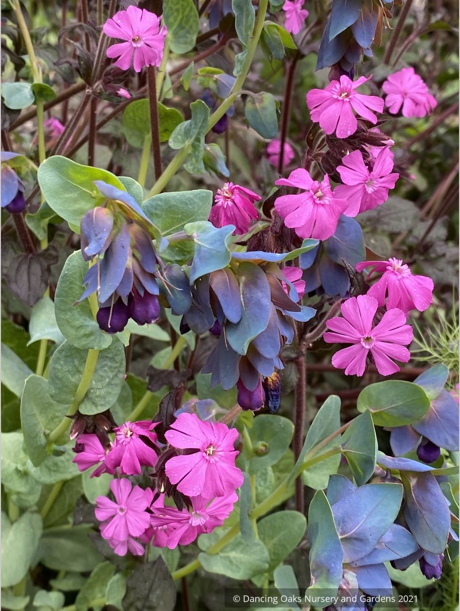 Perennials ~ Lychnis Hybrid, Catchfly ~ Dancing Oaks Nursery and Gardens ~ Retail Nursery ~ Mail Order Nursery