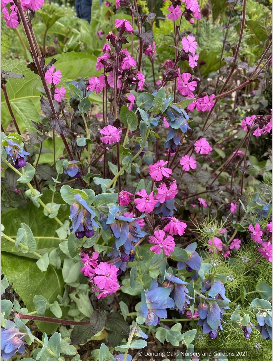 Perennials ~ Lychnis Hybrid, Catchfly ~ Dancing Oaks Nursery and Gardens ~ Retail Nursery ~ Mail Order Nursery