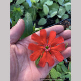 Perennials ~ Lychnis wildfordii 'Karafuto', Large-flowered Lychnis ~ Dancing Oaks Nursery and Gardens ~ Retail Nursery ~ Mail Order Nursery