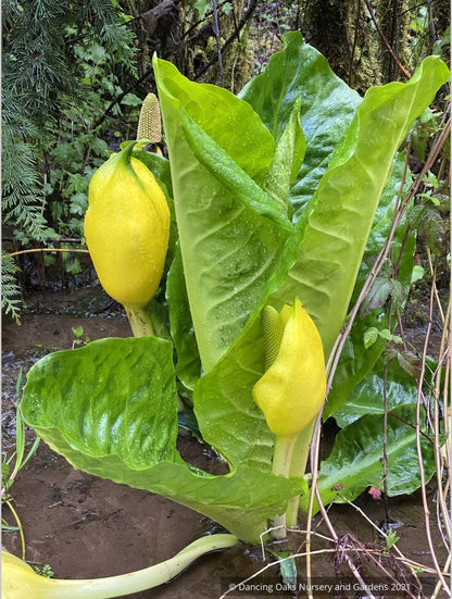 Perennials ~ Lysichiton americanus, Skunk Cabbage or Swamp Lantern ~ Dancing Oaks Nursery and Gardens ~ Retail Nursery ~ Mail Order Nursery