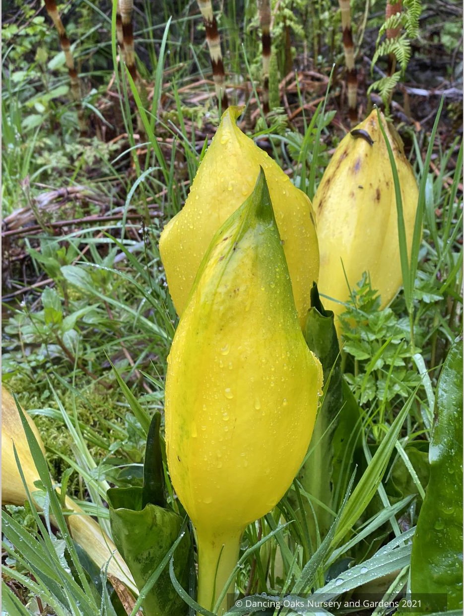 Perennials ~ Lysichiton americanus, Skunk Cabbage or Swamp Lantern ~ Dancing Oaks Nursery and Gardens ~ Retail Nursery ~ Mail Order Nursery