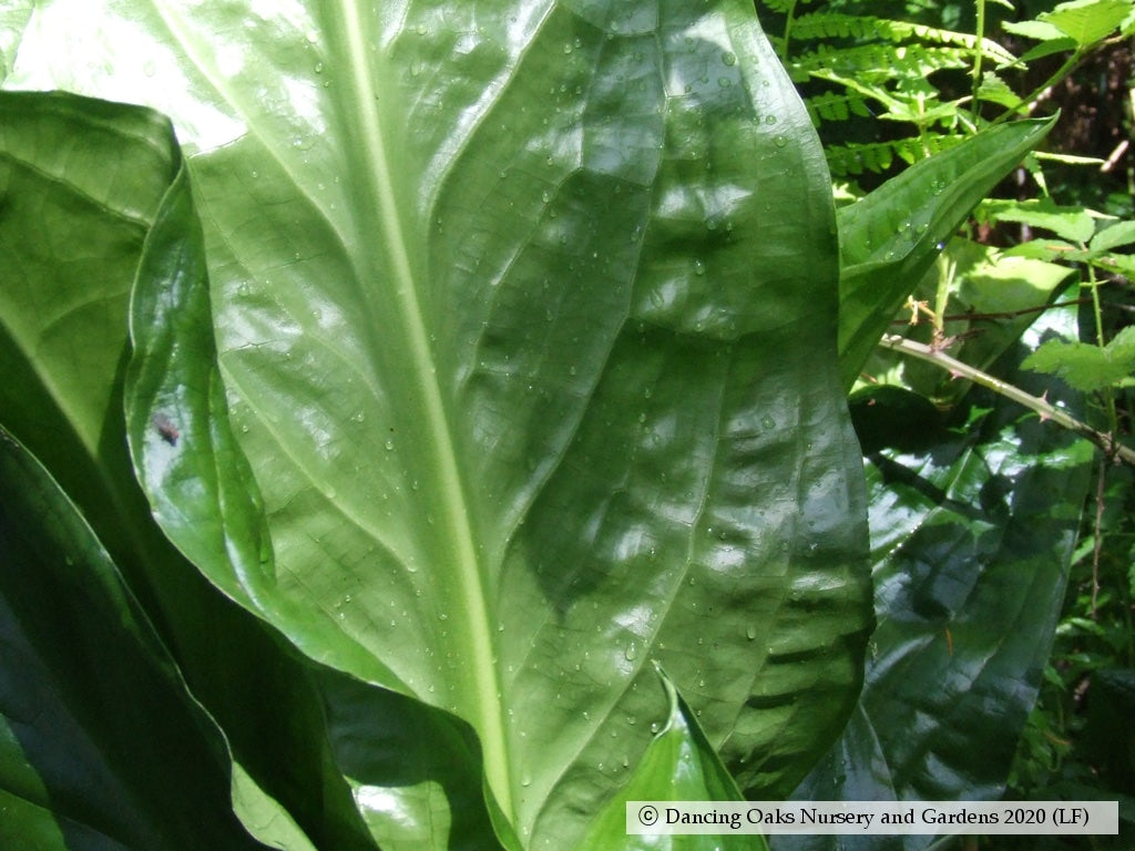 Perennials ~ Lysichiton americanus, Skunk Cabbage or Swamp Lantern ~ Dancing Oaks Nursery and Gardens ~ Retail Nursery ~ Mail Order Nursery