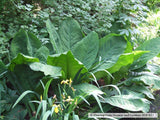 Perennials ~ Lysichiton americanus, Skunk Cabbage or Swamp Lantern ~ Dancing Oaks Nursery and Gardens ~ Retail Nursery ~ Mail Order Nursery