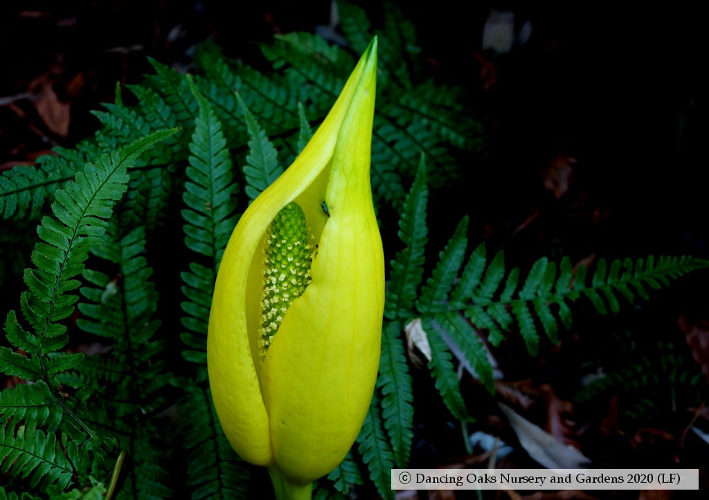 Perennials ~ Lysichiton americanus, Skunk Cabbage or Swamp Lantern ~ Dancing Oaks Nursery and Gardens ~ Retail Nursery ~ Mail Order Nursery