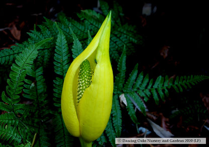Perennials ~ Lysichiton americanus, Skunk Cabbage or Swamp Lantern ~ Dancing Oaks Nursery and Gardens ~ Retail Nursery ~ Mail Order Nursery