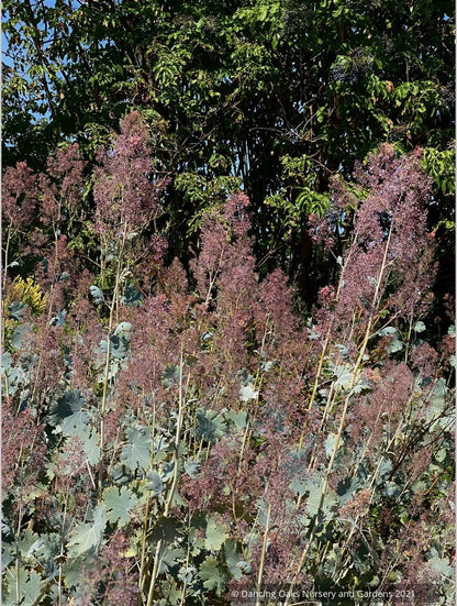 Macleaya cordata 'Plum Tassle', Plume Poppy