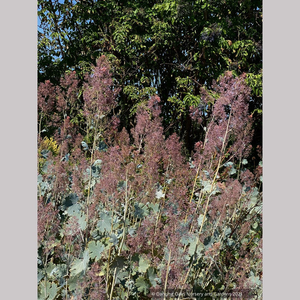 Macleaya cordata 'Plum Tassle', Plume Poppy – Dancing Oaks Nursery and  Gardens