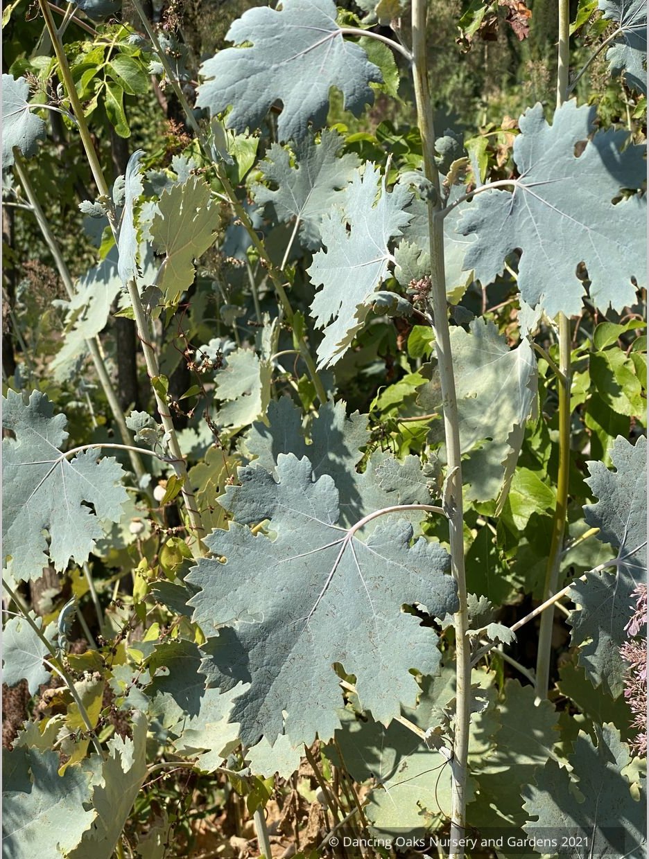 Macleaya cordata 'Plum Tassle', Plume Poppy