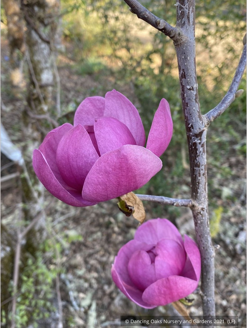 Trees ~ Magnolia 'Black Tulip' (syn Magnolia x soulangiana 'Jurmag1' ) ~ Dancing Oaks Nursery and Gardens ~ Retail Nursery ~ Mail Order Nursery