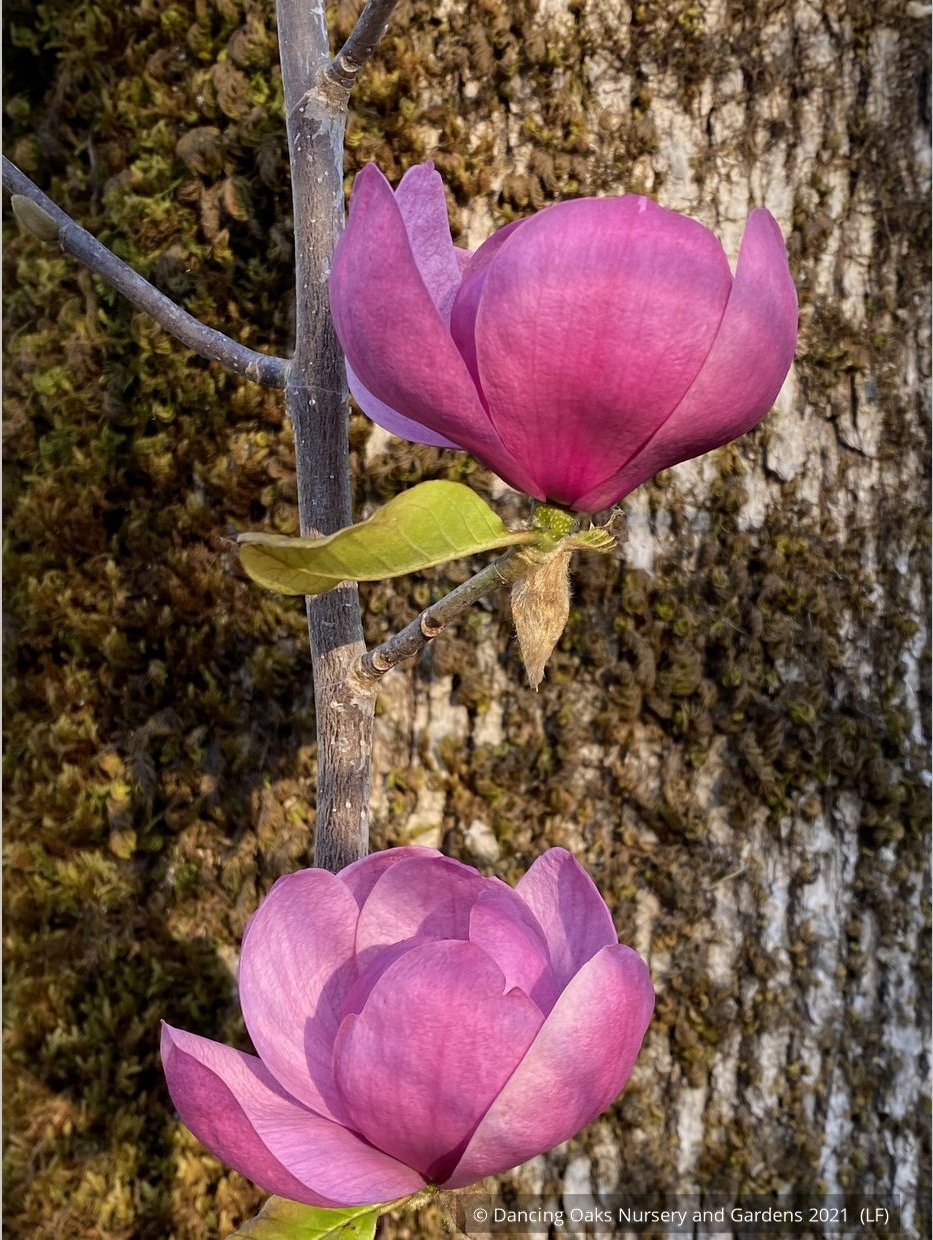Trees ~ Magnolia 'Black Tulip' (syn Magnolia x soulangiana 'Jurmag1' ) ~ Dancing Oaks Nursery and Gardens ~ Retail Nursery ~ Mail Order Nursery