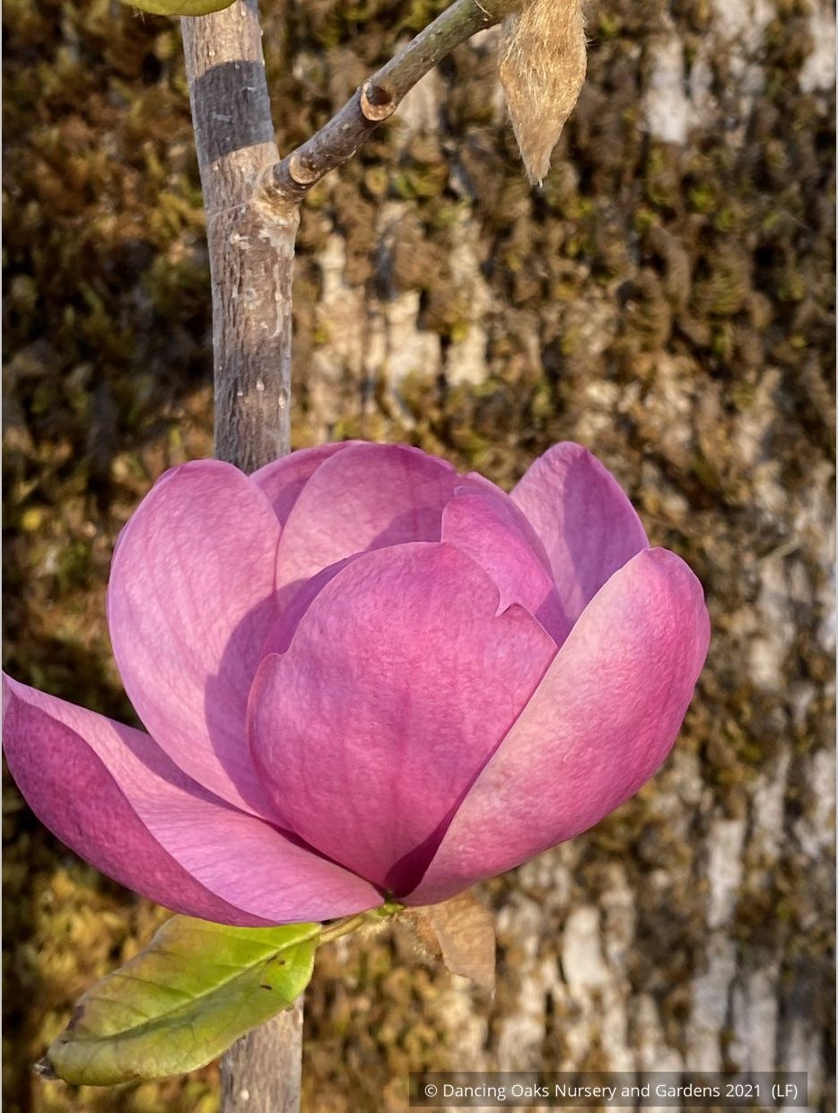 Trees ~ Magnolia 'Black Tulip' (syn Magnolia x soulangiana 'Jurmag1' ) ~ Dancing Oaks Nursery and Gardens ~ Retail Nursery ~ Mail Order Nursery