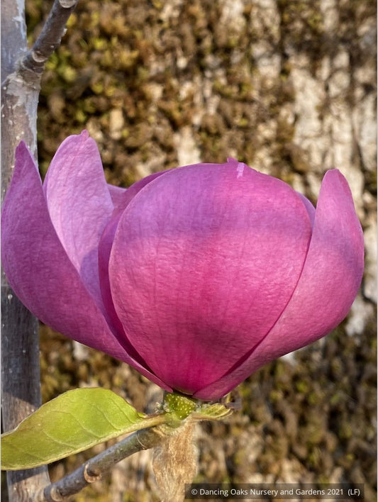 Trees ~ Magnolia 'Black Tulip' (syn Magnolia x soulangiana 'Jurmag1' ) ~ Dancing Oaks Nursery and Gardens ~ Retail Nursery ~ Mail Order Nursery
