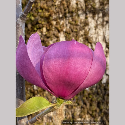 Trees ~ Magnolia 'Black Tulip' (syn Magnolia x soulangiana 'Jurmag1' ) ~ Dancing Oaks Nursery and Gardens ~ Retail Nursery ~ Mail Order Nursery