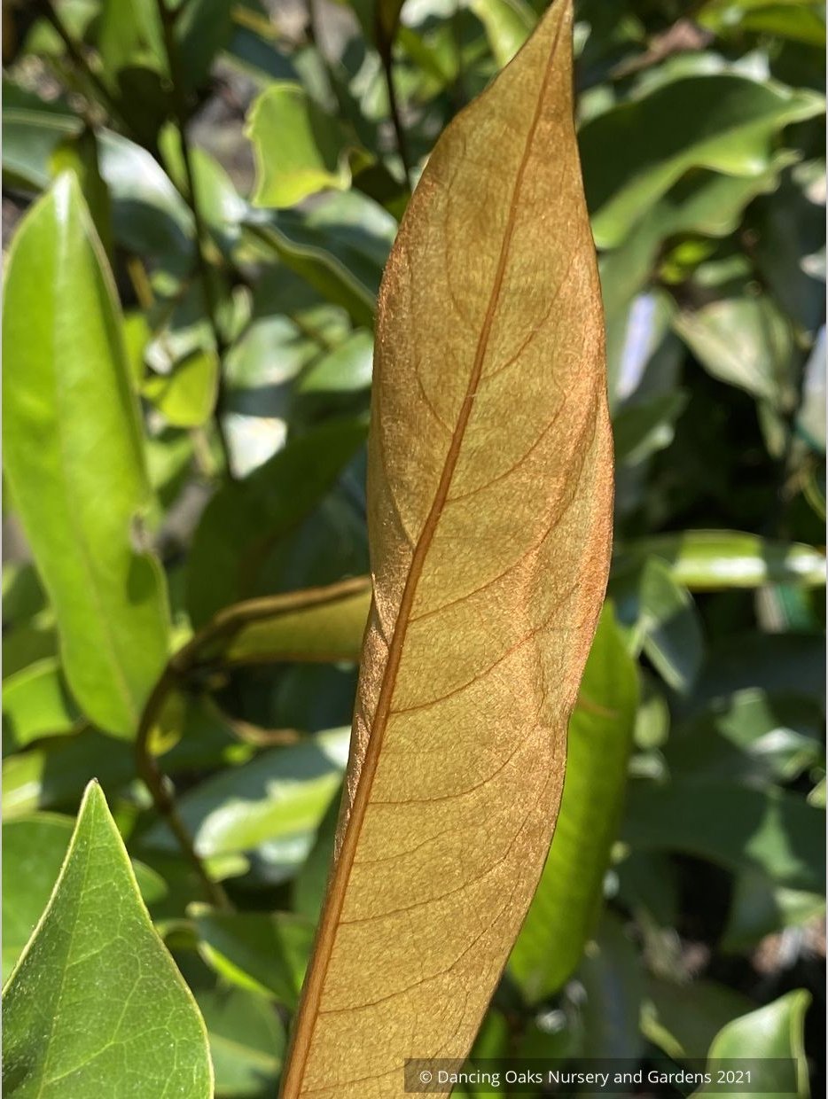 Trees ~ Magnolia 'Coppertalica', Magnolia ~ Dancing Oaks Nursery and Gardens ~ Retail Nursery ~ Mail Order Nursery