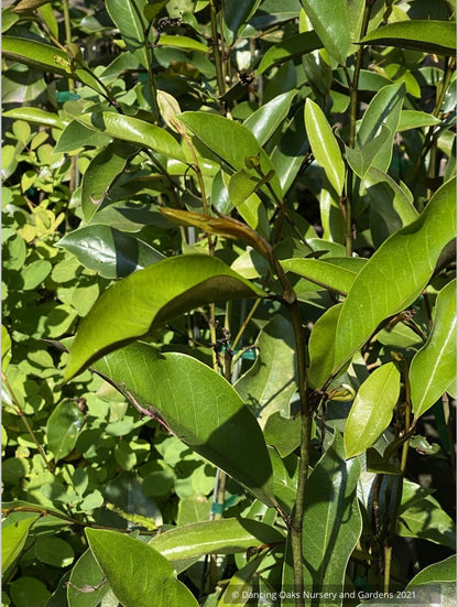 Trees ~ Magnolia 'Coppertalica', Magnolia ~ Dancing Oaks Nursery and Gardens ~ Retail Nursery ~ Mail Order Nursery