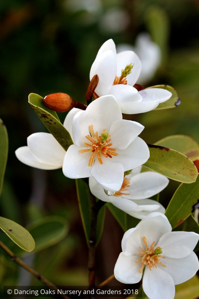Trees ~ Magnolia laevifolia (syn. Michelia yunnanensis) ~ Dancing Oaks Nursery and Gardens ~ Retail Nursery ~ Mail Order Nursery