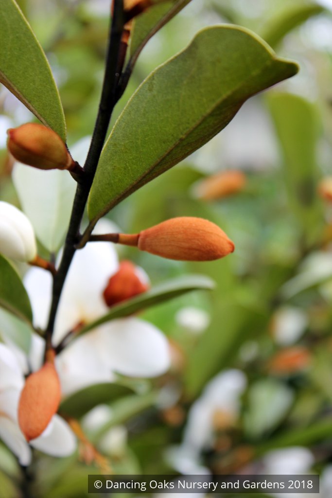 Trees ~ Magnolia laevifolia (syn. Michelia yunnanensis) ~ Dancing Oaks Nursery and Gardens ~ Retail Nursery ~ Mail Order Nursery