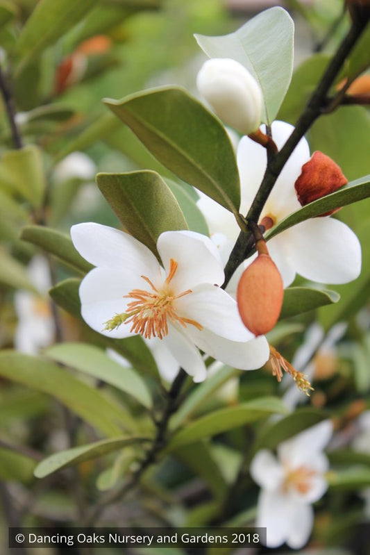 Trees ~ Magnolia laevifolia (syn. Michelia yunnanensis) ~ Dancing Oaks Nursery and Gardens ~ Retail Nursery ~ Mail Order Nursery