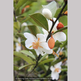 Trees ~ Magnolia laevifolia (syn. Michelia yunnanensis) ~ Dancing Oaks Nursery and Gardens ~ Retail Nursery ~ Mail Order Nursery