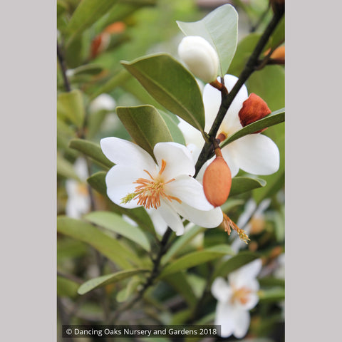 Trees ~ Magnolia laevifolia (syn. Michelia yunnanensis) ~ Dancing Oaks Nursery and Gardens ~ Retail Nursery ~ Mail Order Nursery