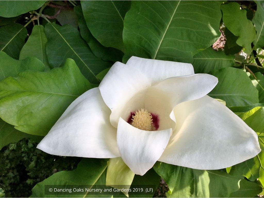 Trees ~ Magnolia macrophylla, Bigleaf Magnolia ~ Dancing Oaks Nursery and Gardens ~ Retail Nursery ~ Mail Order Nursery