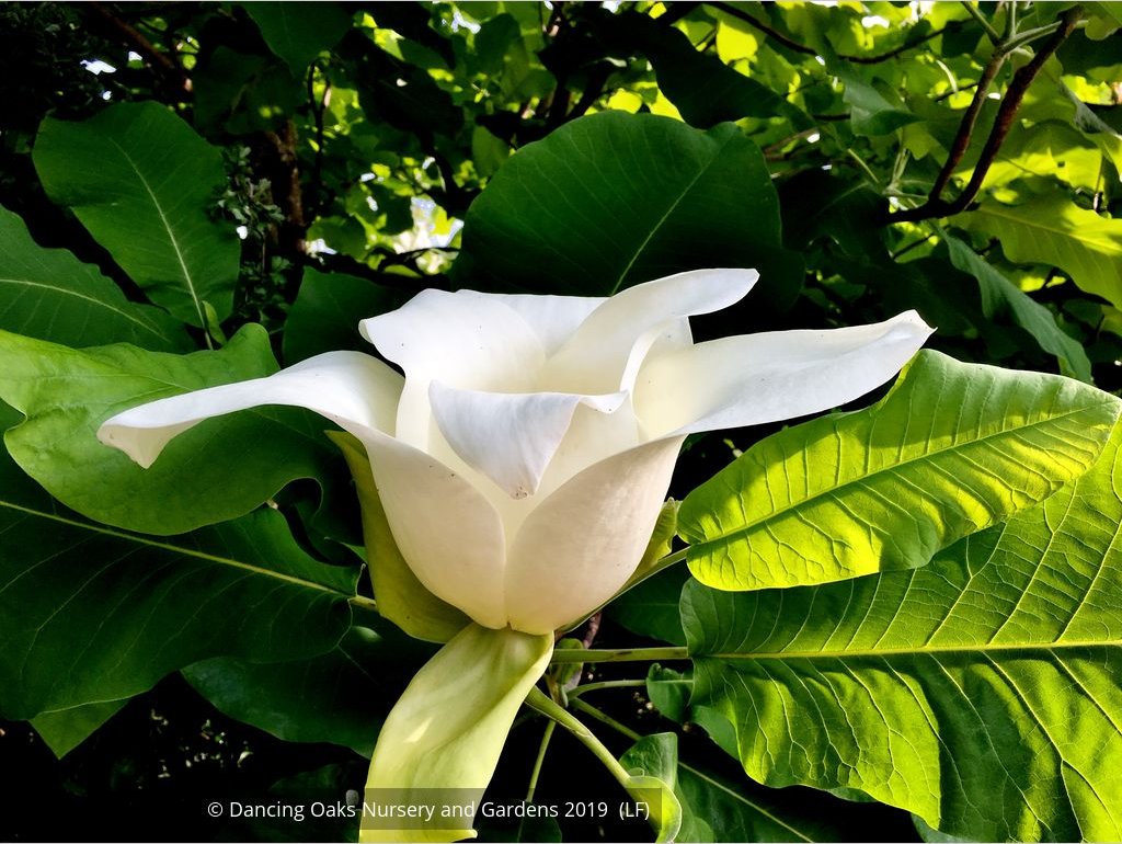 Trees ~ Magnolia macrophylla, Bigleaf Magnolia ~ Dancing Oaks Nursery and Gardens ~ Retail Nursery ~ Mail Order Nursery