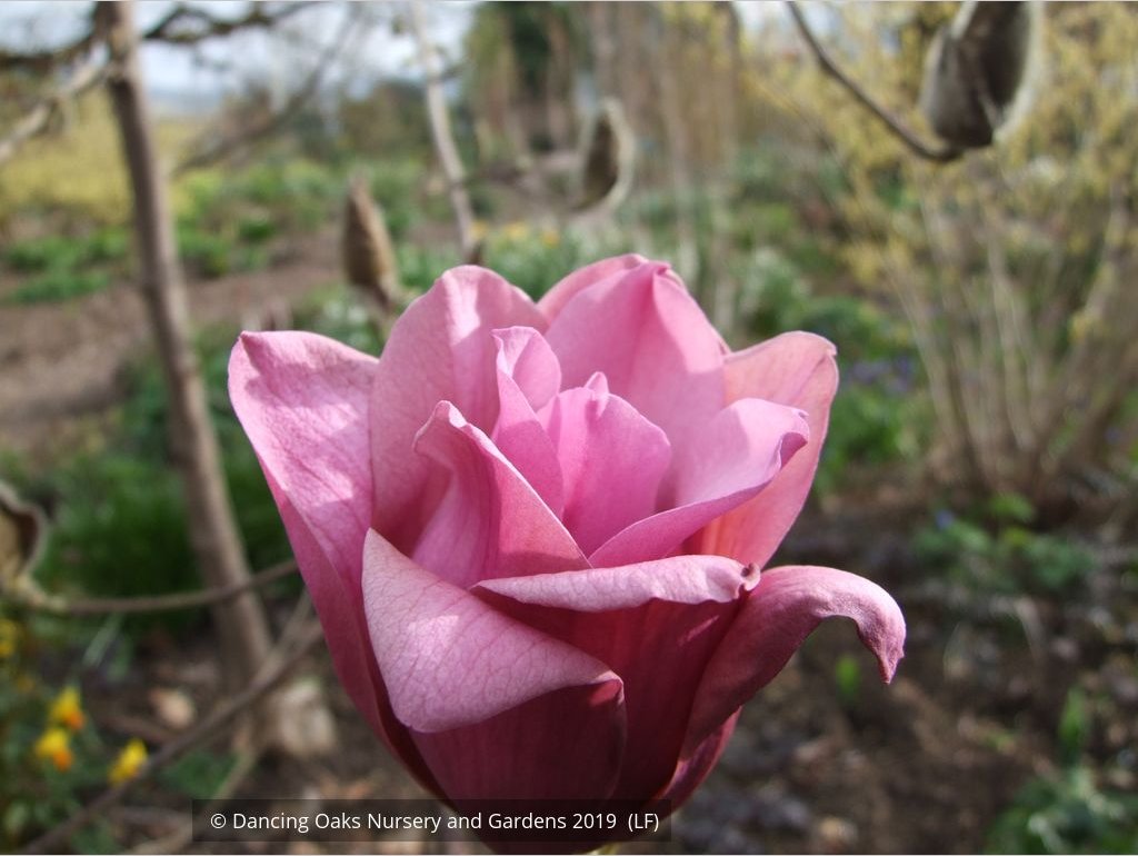 Trees ~ Magnolia 'Vulcan' ~ Dancing Oaks Nursery and Gardens ~ Retail Nursery ~ Mail Order Nursery