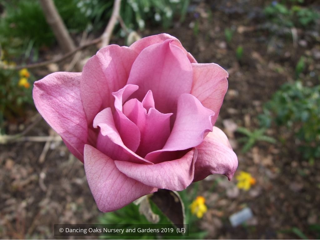 Trees ~ Magnolia 'Vulcan' ~ Dancing Oaks Nursery and Gardens ~ Retail Nursery ~ Mail Order Nursery