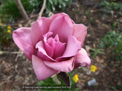 Trees ~ Magnolia 'Vulcan' ~ Dancing Oaks Nursery and Gardens ~ Retail Nursery ~ Mail Order Nursery