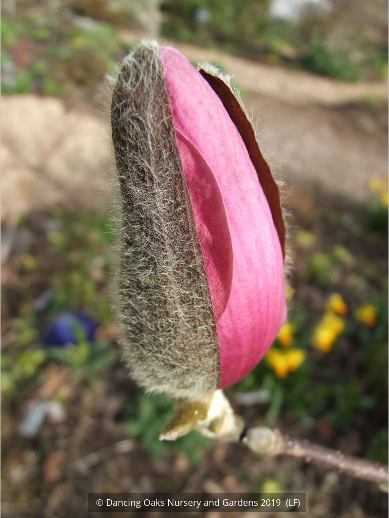 Trees ~ Magnolia 'Vulcan' ~ Dancing Oaks Nursery and Gardens ~ Retail Nursery ~ Mail Order Nursery