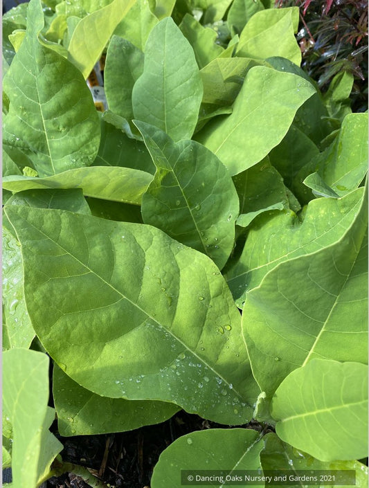 Magnolia macrophylla ssp ashei, Ashe's Magnolia/Dwarf Bigleaf Magnolia