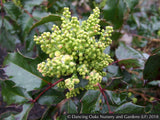 Shrubs ~ Mahonia aquifolium 'Apollo', Apollo Oregon Grape ~ Dancing Oaks Nursery and Gardens ~ Retail Nursery ~ Mail Order Nursery