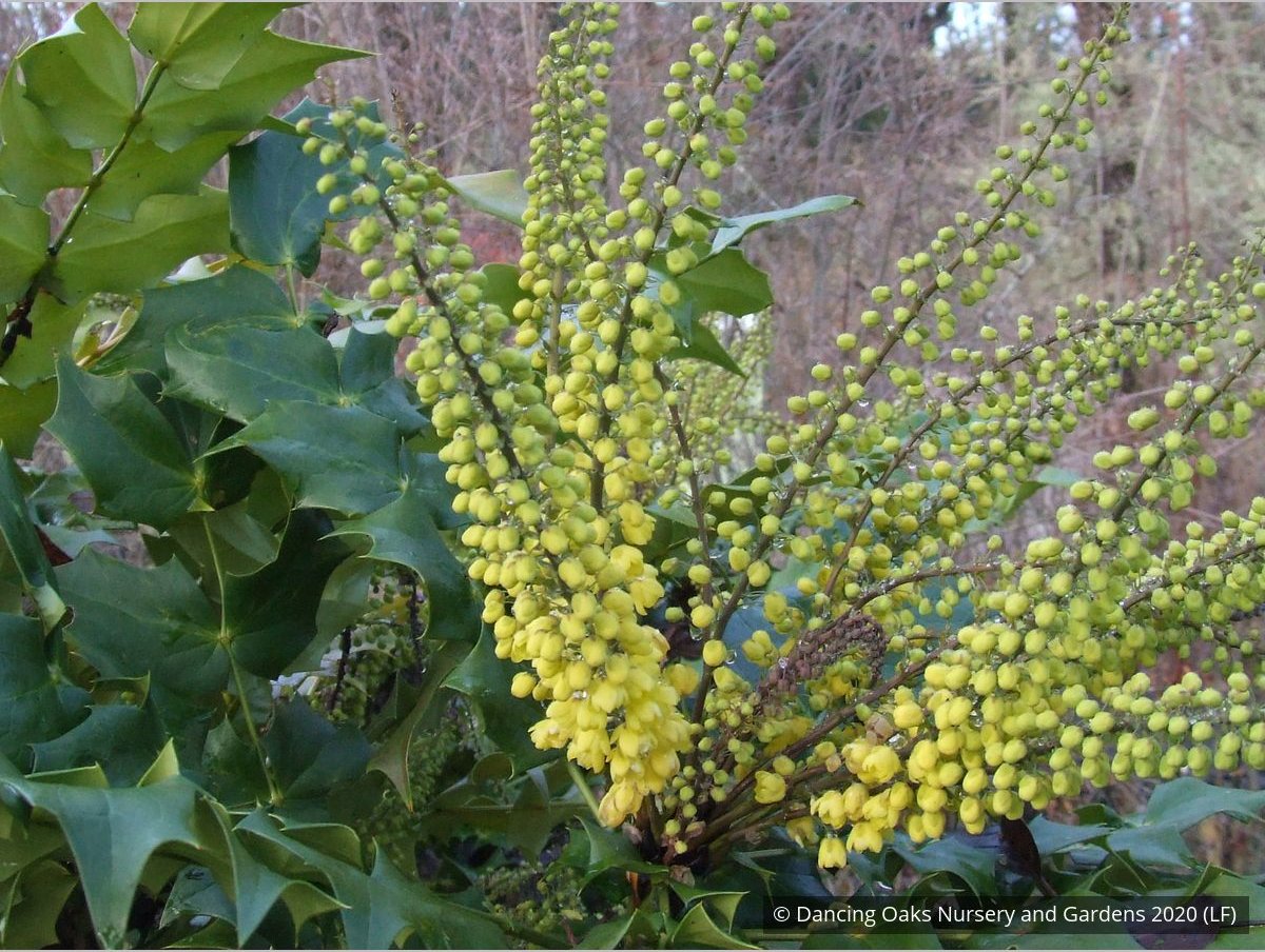 Shrubs ~ Mahonia x media 'Arthur Menzies', Oregon Grape ~ Dancing Oaks Nursery and Gardens ~ Retail Nursery ~ Mail Order Nursery