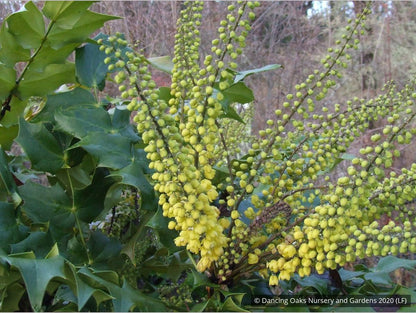 Shrubs ~ Mahonia x media 'Arthur Menzies', Oregon Grape ~ Dancing Oaks Nursery and Gardens ~ Retail Nursery ~ Mail Order Nursery