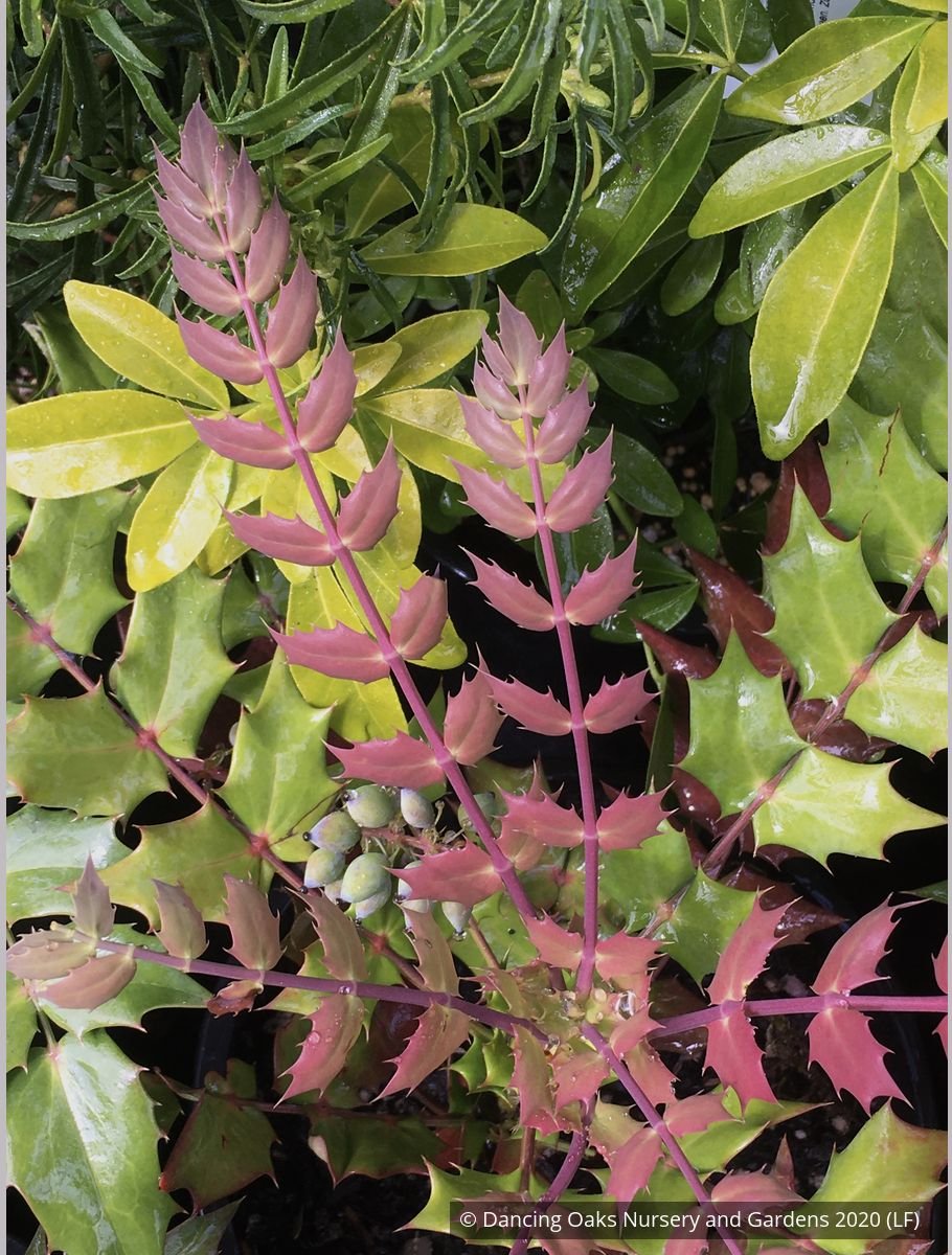 Shrubs ~ Mahonia x media 'Arthur Menzies', Oregon Grape ~ Dancing Oaks Nursery and Gardens ~ Retail Nursery ~ Mail Order Nursery