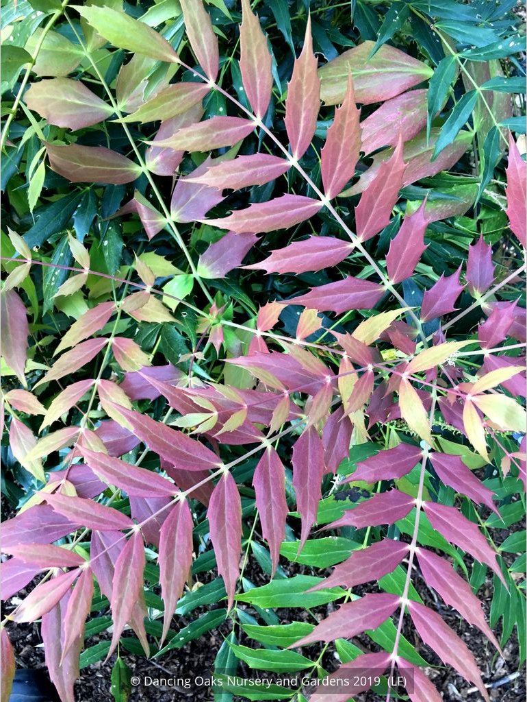 Shrubs ~ Mahonia 'Ozzie Johnson' ~ Dancing Oaks Nursery and Gardens ~ Retail Nursery ~ Mail Order Nursery