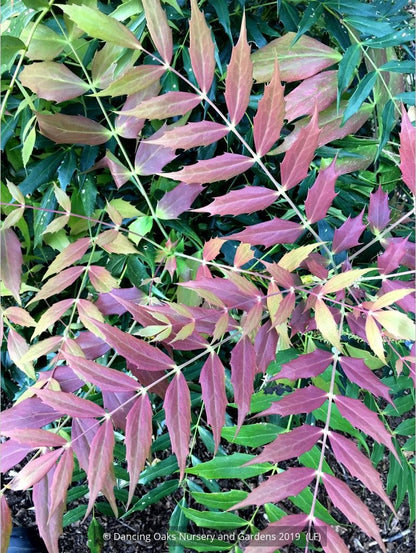 Shrubs ~ Mahonia 'Ozzie Johnson' ~ Dancing Oaks Nursery and Gardens ~ Retail Nursery ~ Mail Order Nursery
