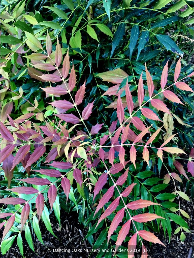 Shrubs ~ Mahonia 'Ozzie Johnson' ~ Dancing Oaks Nursery and Gardens ~ Retail Nursery ~ Mail Order Nursery