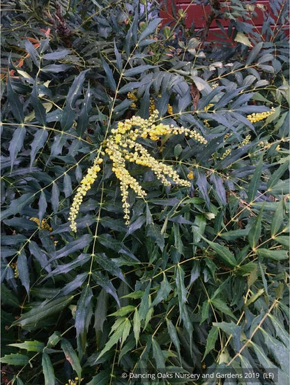 Shrubs ~ Mahonia 'Ozzie Johnson' ~ Dancing Oaks Nursery and Gardens ~ Retail Nursery ~ Mail Order Nursery