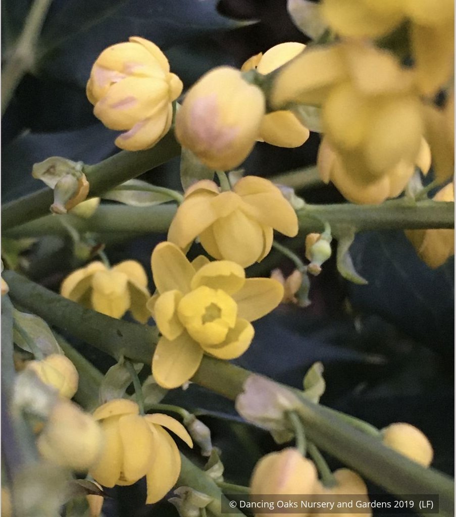 Shrubs ~ Mahonia 'Ozzie Johnson' ~ Dancing Oaks Nursery and Gardens ~ Retail Nursery ~ Mail Order Nursery