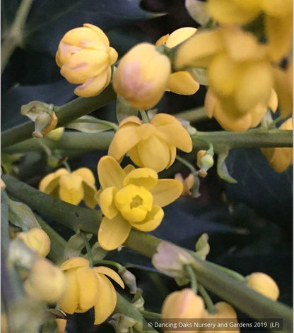 Shrubs ~ Mahonia 'Ozzie Johnson' ~ Dancing Oaks Nursery and Gardens ~ Retail Nursery ~ Mail Order Nursery