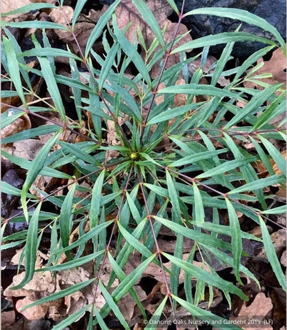 Shrubs ~ Mahonia eurybracteata subsp. ganpinensis 'Soft Caress' PP 20,183 ~ Dancing Oaks Nursery and Gardens ~ Retail Nursery ~ Mail Order Nursery