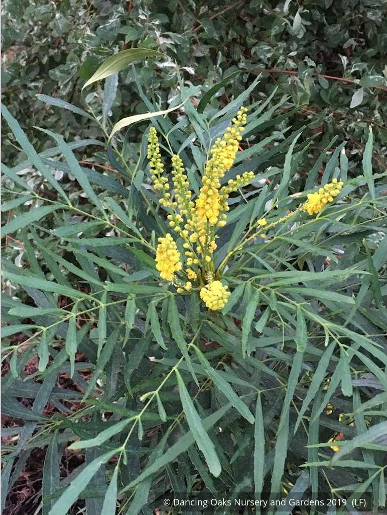 Shrubs ~ Mahonia eurybracteata subsp. ganpinensis 'Soft Caress' PP 20,183 ~ Dancing Oaks Nursery and Gardens ~ Retail Nursery ~ Mail Order Nursery