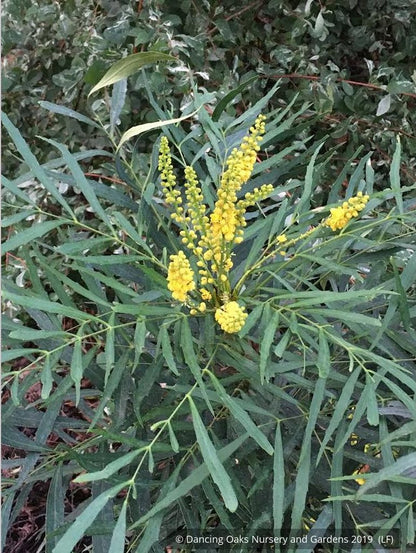 Shrubs ~ Mahonia eurybracteata subsp. ganpinensis 'Soft Caress' PP 20,183 ~ Dancing Oaks Nursery and Gardens ~ Retail Nursery ~ Mail Order Nursery