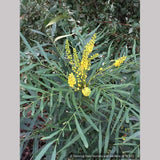 Shrubs ~ Mahonia eurybracteata subsp. ganpinensis 'Soft Caress' PP 20,183 ~ Dancing Oaks Nursery and Gardens ~ Retail Nursery ~ Mail Order Nursery