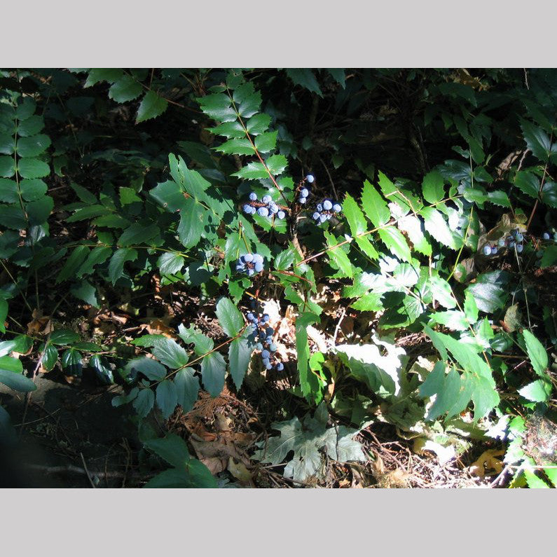Ground Covers ~ Mahonia nervosa, Longleaf Oregon Grape or Cascade Oregon Grape ~ Dancing Oaks Nursery and Gardens ~ Retail Nursery ~ Mail Order Nursery
